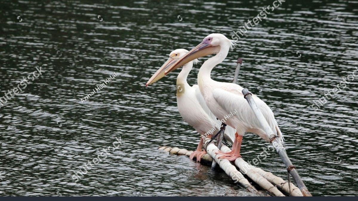 The Role of  Peiscans in Ecosystems: Why They Matter