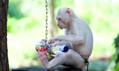 Exploring the Depths: A Journey Through Albino-Monkey.net Misc Archives