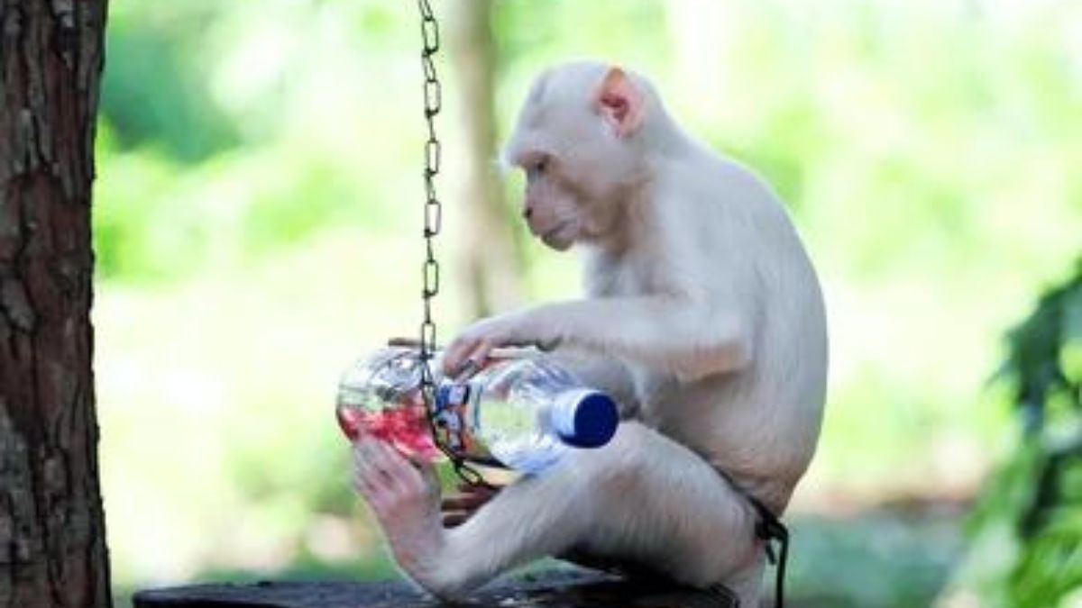 Exploring the Depths: A Journey Through Albino-Monkey.net Misc Archives