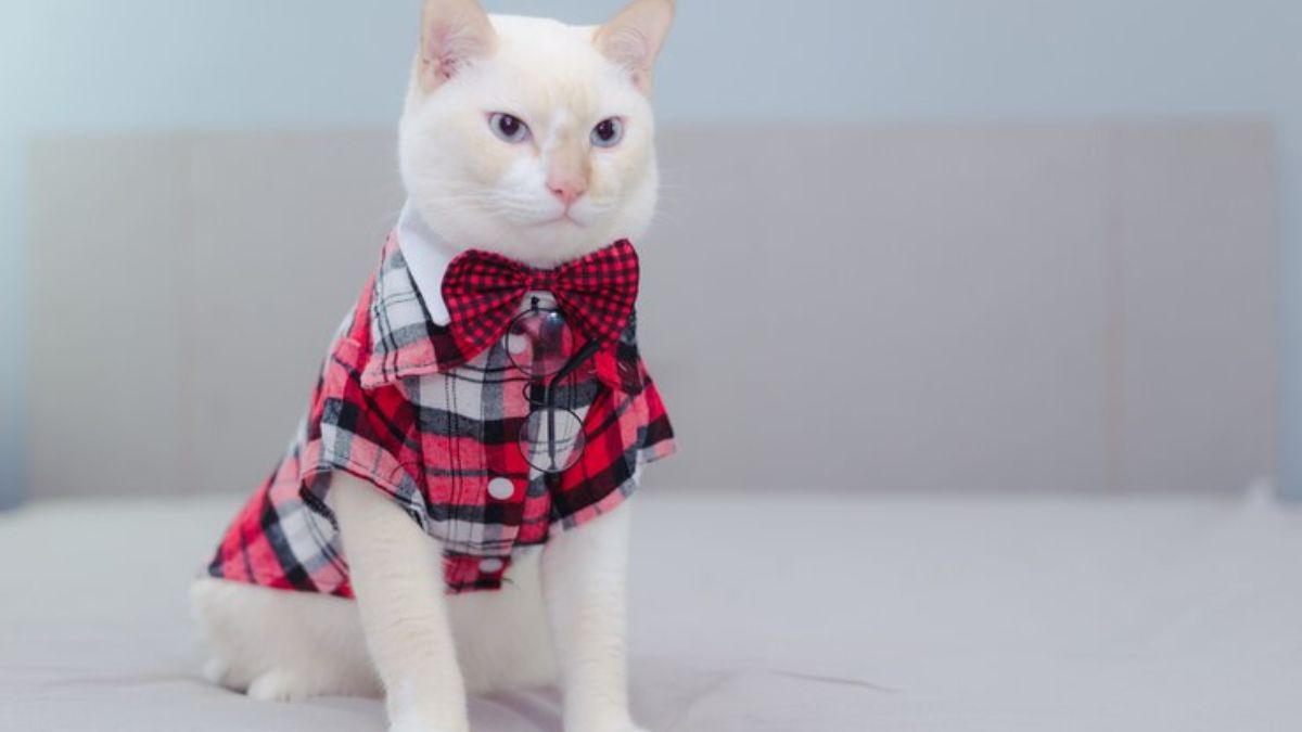 The Ultimate Guide to Cat Clothes: Everything You Need to Know