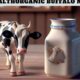 WellHealthOrganic Buffalo Milk: A Nourishing Dairy Choice